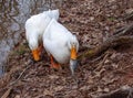 White Pekin Duck Carrying a Fish Lunch