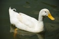 White Pekin Duck in a pond