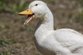 A white pekin duck quacking.