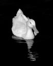 White Pekin Duck with reflection