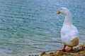 White Pekin Duck standing by the lake Royalty Free Stock Photo