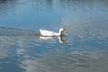 White pekin duck swimming on a bright sunny spring day