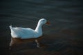 White Pekin duck swimming on the lake Royalty Free Stock Photo