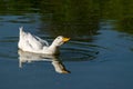 White pekin duck swimming on a lake