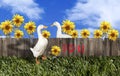 White Pekin Duck Valentine Couple Royalty Free Stock Photo