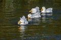 White Pekin Ducks swimming in a row Royalty Free Stock Photo