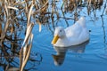 White pekin ducks swimming on a still calm lake with water reflection Royalty Free Stock Photo