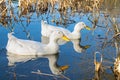 White pekin ducks swimming on a still calm lake with water reflection Royalty Free Stock Photo