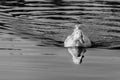 White pekin ducks swimming on a still calm lake with water reflection Royalty Free Stock Photo