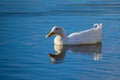 White pekin ducks swimming on a still calm lake with water reflection Royalty Free Stock Photo