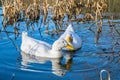 White pekin ducks swimming on a still calm lake with water reflection Royalty Free Stock Photo