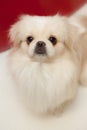 White pekinese dog