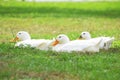 Long Island Ducks