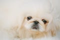 White Pekingese Pekinese Peke Whelp Puppy Dog Royalty Free Stock Photo