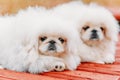 White Pekingese Pekinese Peke Whelp Puppy Dog Royalty Free Stock Photo