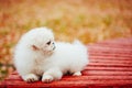 White Pekingese Pekinese Peke Whelp Puppy Dog Royalty Free Stock Photo