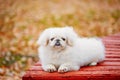 White Pekingese Pekinese Peke Whelp Puppy Dog Royalty Free Stock Photo