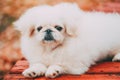 White Pekingese Pekinese Peke Whelp Puppy Dog Sitting On Wooden Bench