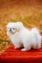 White Pekingese Pekinese Peke Whelp Puppy Dog Sitting On Wooden Bench