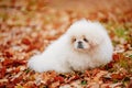 White Pekingese Pekinese Peke Whelp Puppy Dog Royalty Free Stock Photo