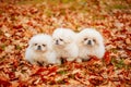 White Pekingese Pekinese Puppies Dog Sitting On Yellow, Orange Fall Foliage