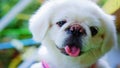 White Pekingese Puppy Dog Royalty Free Stock Photo