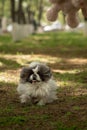 Pekingese runs and smiles. Small dog playing in park, soft focus and background light Royalty Free Stock Photo