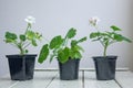 White pelargonium flower, geranium, known as storksbills, home plant