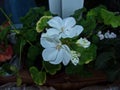 White Pelargonium Lat. Pelargonium is a genus of plants in the Geranium family. Flowers of various colors