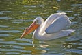 White Pelican