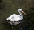 White pelican Royalty Free Stock Photo