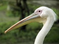 A White Pelican