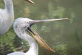 White pelican Royalty Free Stock Photo