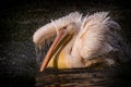 White pelican in action in nature