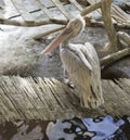 Pelican on the bamboo bridge. animals, wildlife.