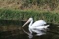 White Pelican in the Bayou