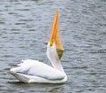 White pelican beak straight up with fish to swallow