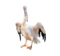 White pelican with big yellow neb cleans up feather wing