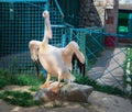 White pelican with big yellow neb cleans up feather wing