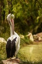 White Pelican bird in the park, Adelaide Australia Royalty Free Stock Photo