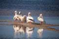 White pelican bird Pelecanus erythrorhynchos in a marsh Royalty Free Stock Photo