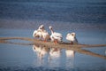 White pelican bird Pelecanus erythrorhynchos in a marsh Royalty Free Stock Photo