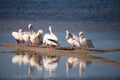 White pelican bird Pelecanus erythrorhynchos in a marsh Royalty Free Stock Photo