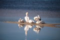 White pelican bird Pelecanus erythrorhynchos in a marsh Royalty Free Stock Photo