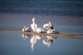 White pelican bird Pelecanus erythrorhynchos in a marsh Royalty Free Stock Photo