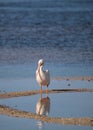 White pelican bird Pelecanus erythrorhynchos in a marsh Royalty Free Stock Photo