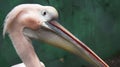 white pelican bird sitting and watching close up photo