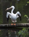 White Pelican bird stock photos. White Pelican bird profile-view with spread wings. Picture. Imaage. Photo. Portrait