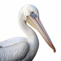 Realistic Pelican Head And Beak Close-up On White Background