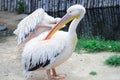 White pelican cleans up feather with big yellow peak neb